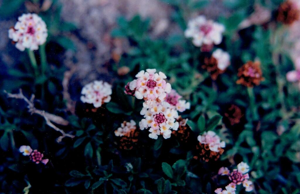 Verbena (*Verbena* spp.)