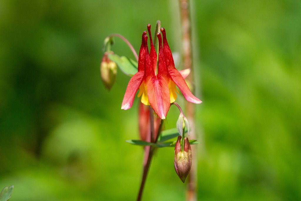 Columbines (Aquilegia spp.)