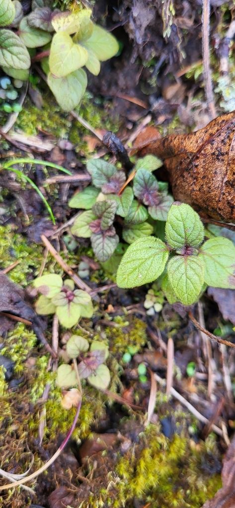 Wild thymes (native) (Thymus spp.)