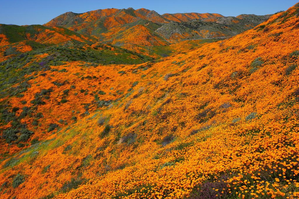 California poppies (Eschscholzia (genus))