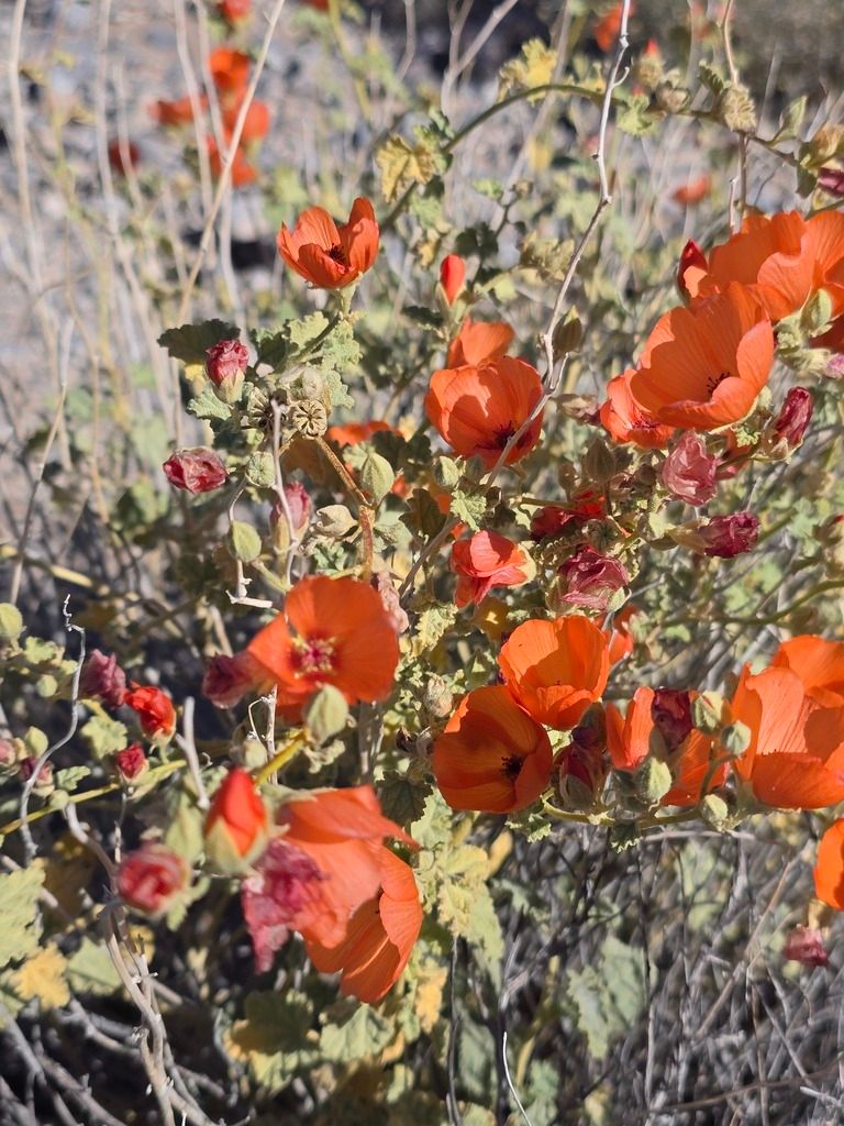 Globe mallows (annual types) (Sphaeralcea spp.)