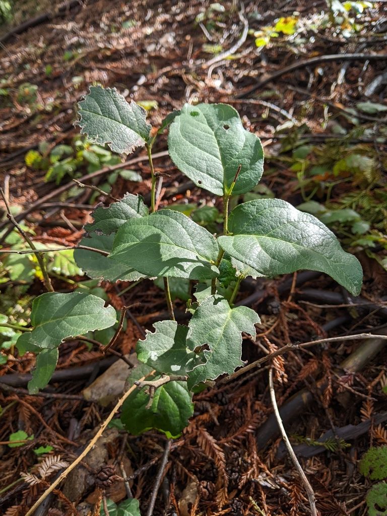 Salal (*Gaultheria shallon*)