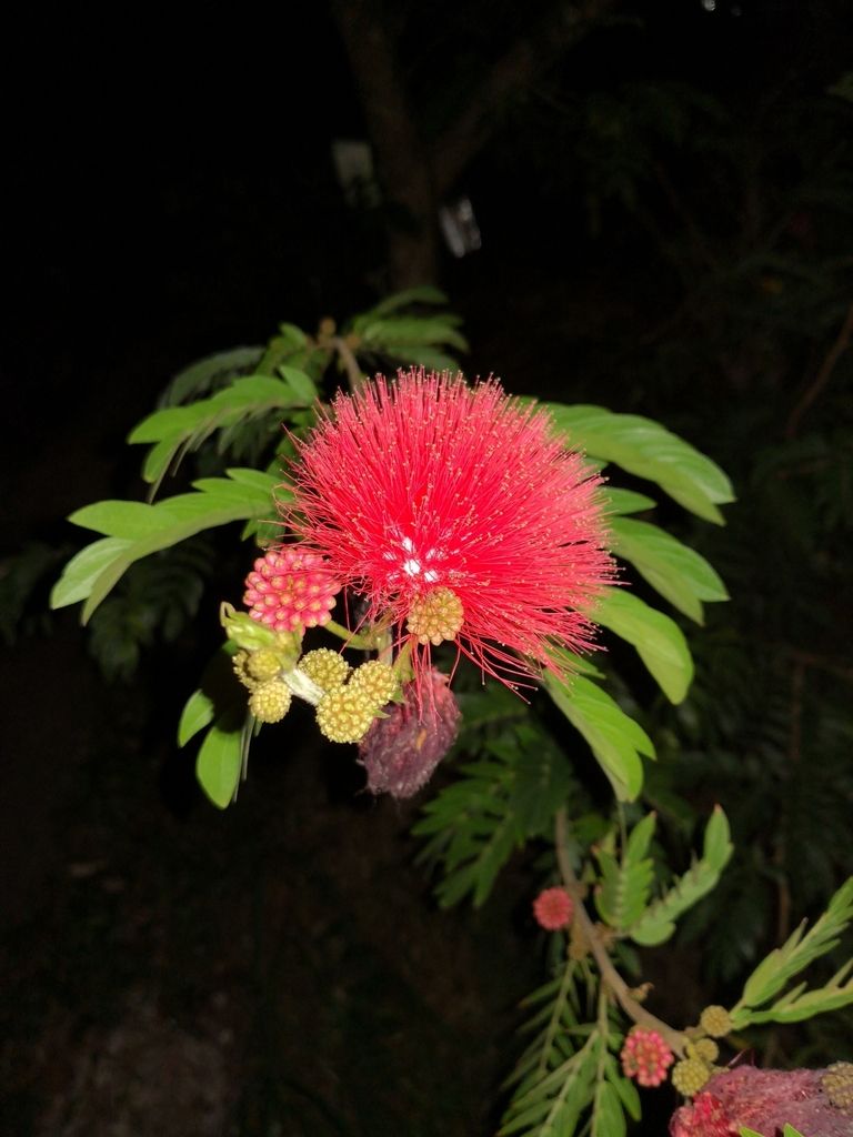 Wild lilacs (*Calliandra* spp.)