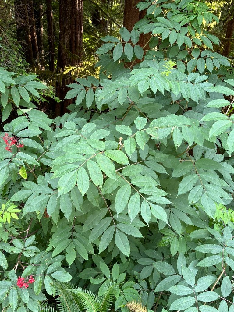 Elderberries (Sambucus spp.)