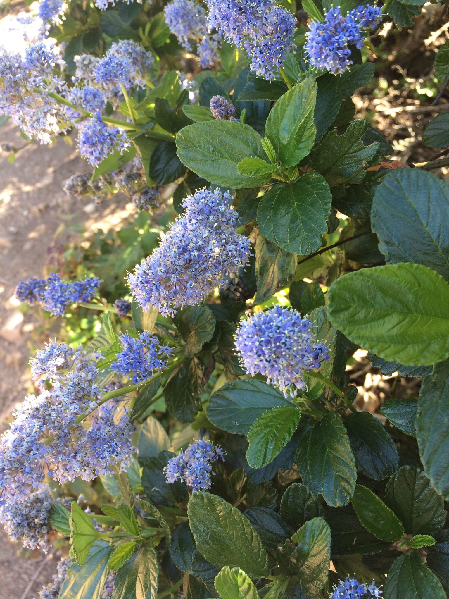 California lilac (*Ceanothus* spp.)
