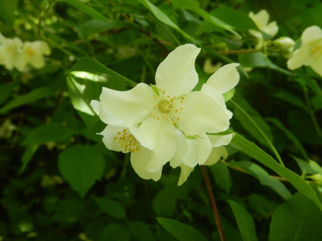 Mock oranges (Philadelphus spp.)