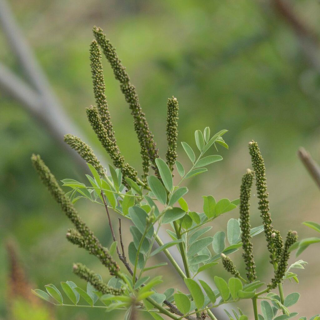 Indigo bush & relatives (Amorpha spp.)