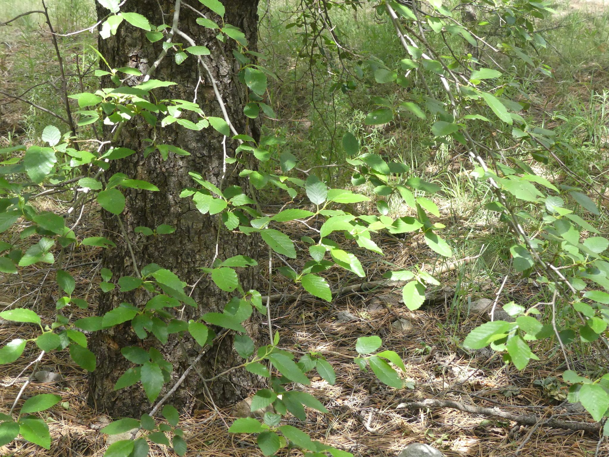 Alders (*Alnus* spp.)