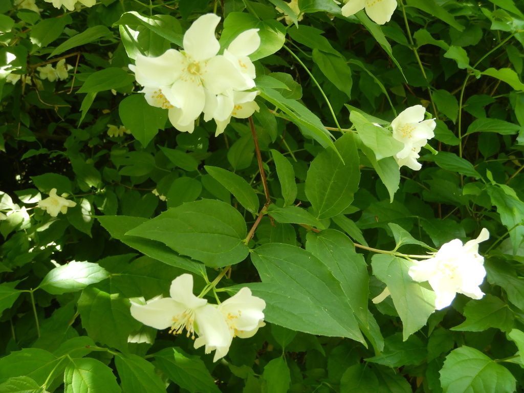 Mock oranges (Philadelphus spp.)