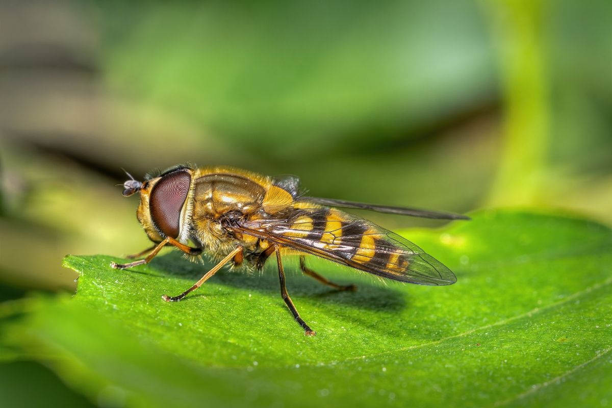 F_hoverfly-01.jpg
