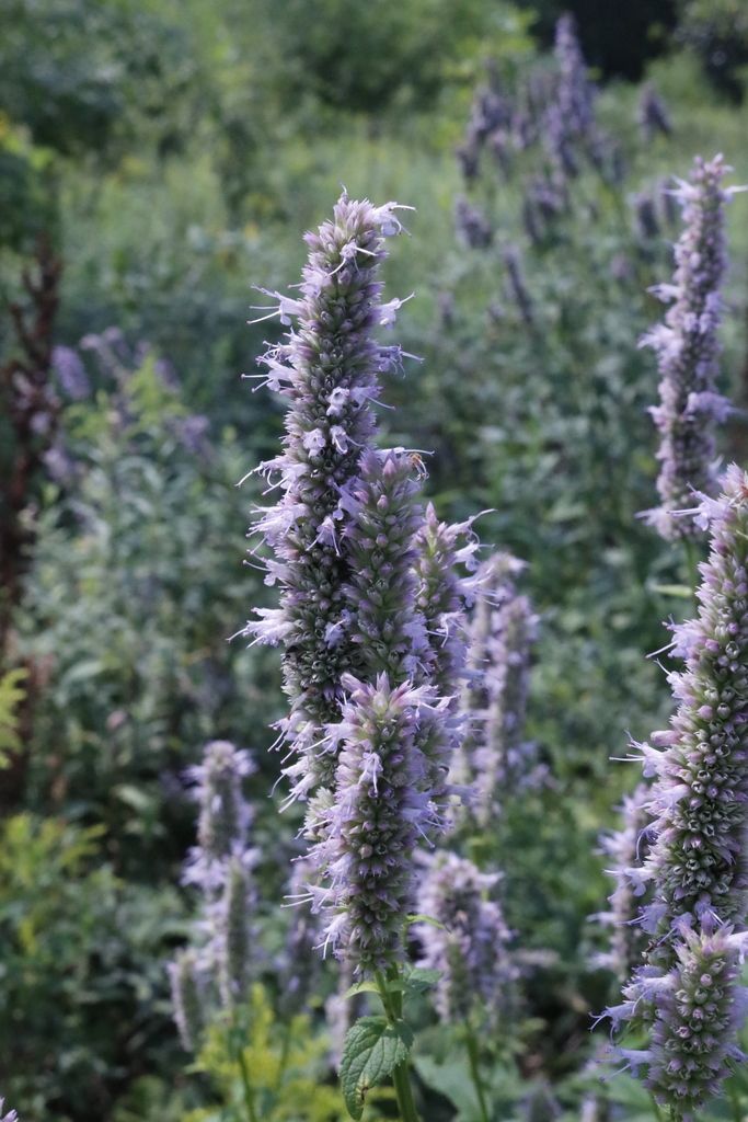 Anise hyssops (*Agastache* (native species))