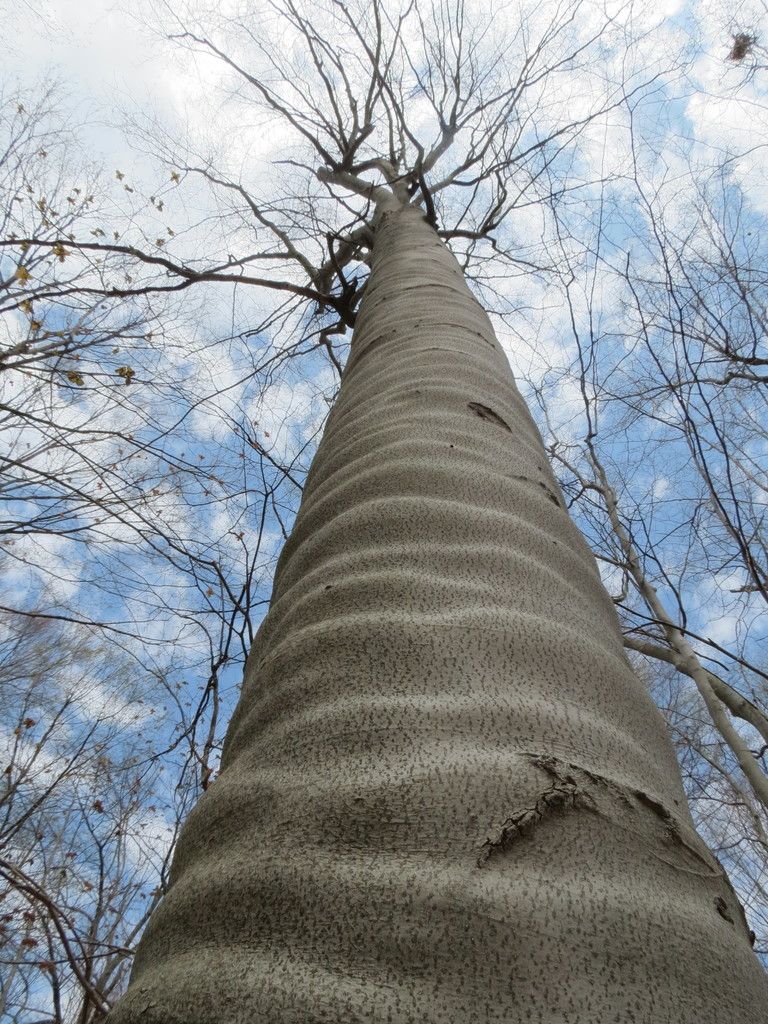 Beeches (Fagus spp.)