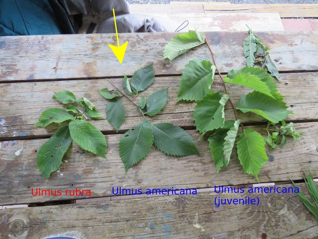 Elms (Ulmus spp.)