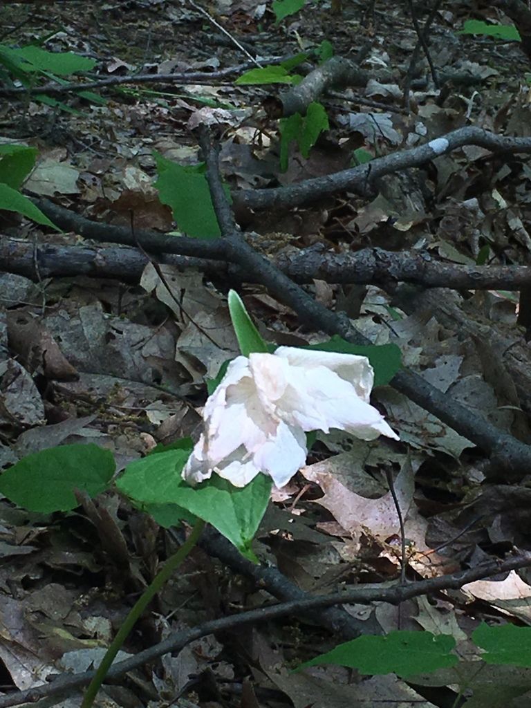 Trilliums (Trillium spp.)