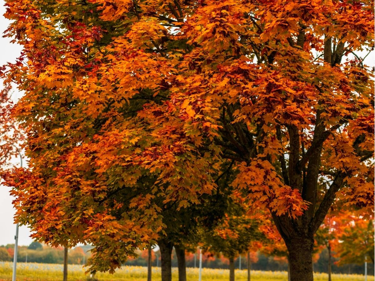 trees-maples (3).jpg