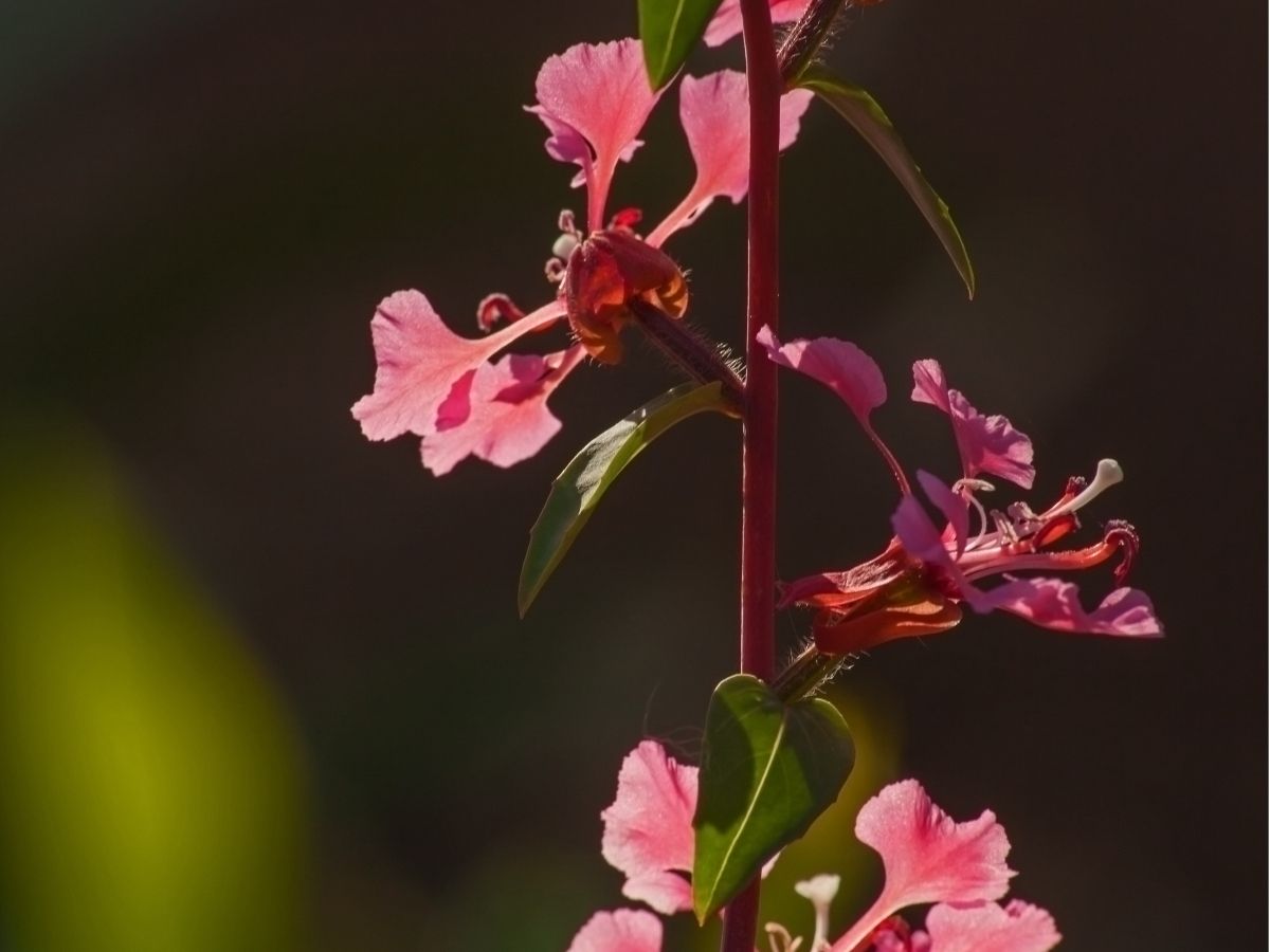 wildflowers-annuals-biennials-clarkias (2).jpg