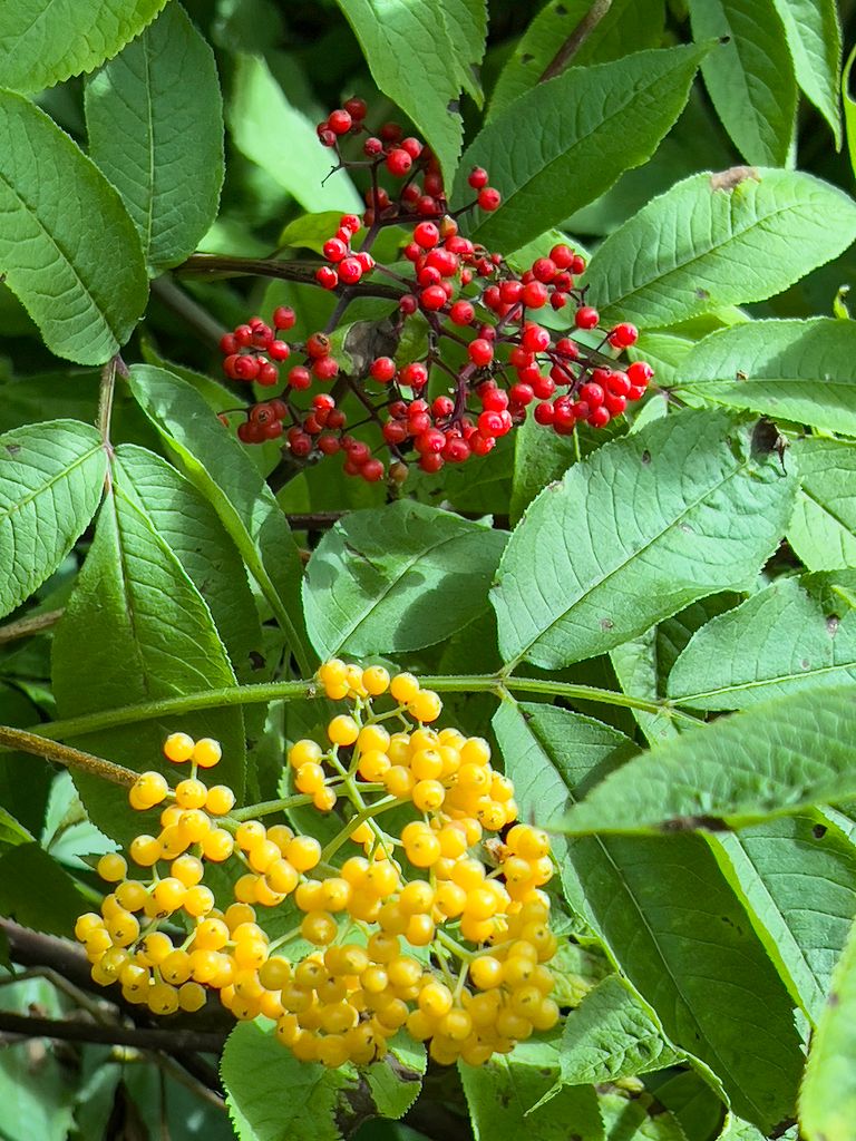 Elderberries (Sambucus spp.)