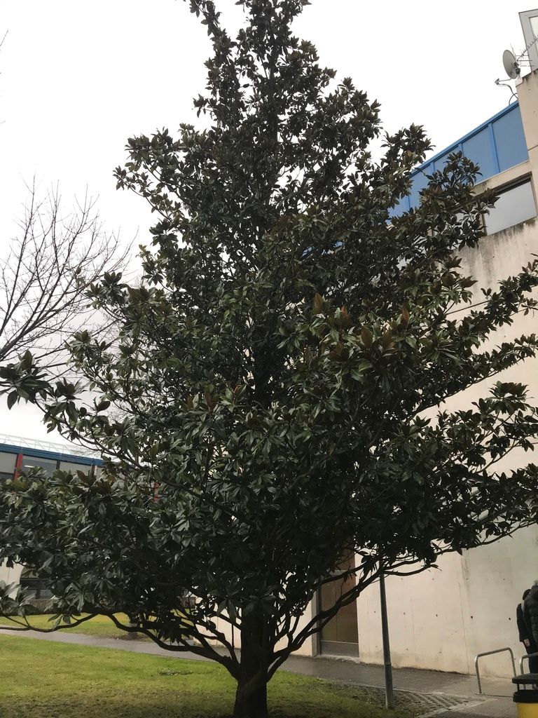 Magnolias (Magnolia spp.)