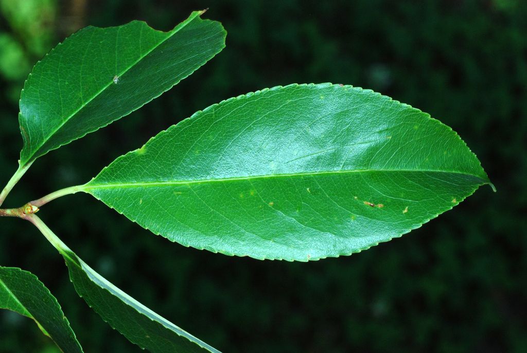 Cherries & plums (Prunus spp.)