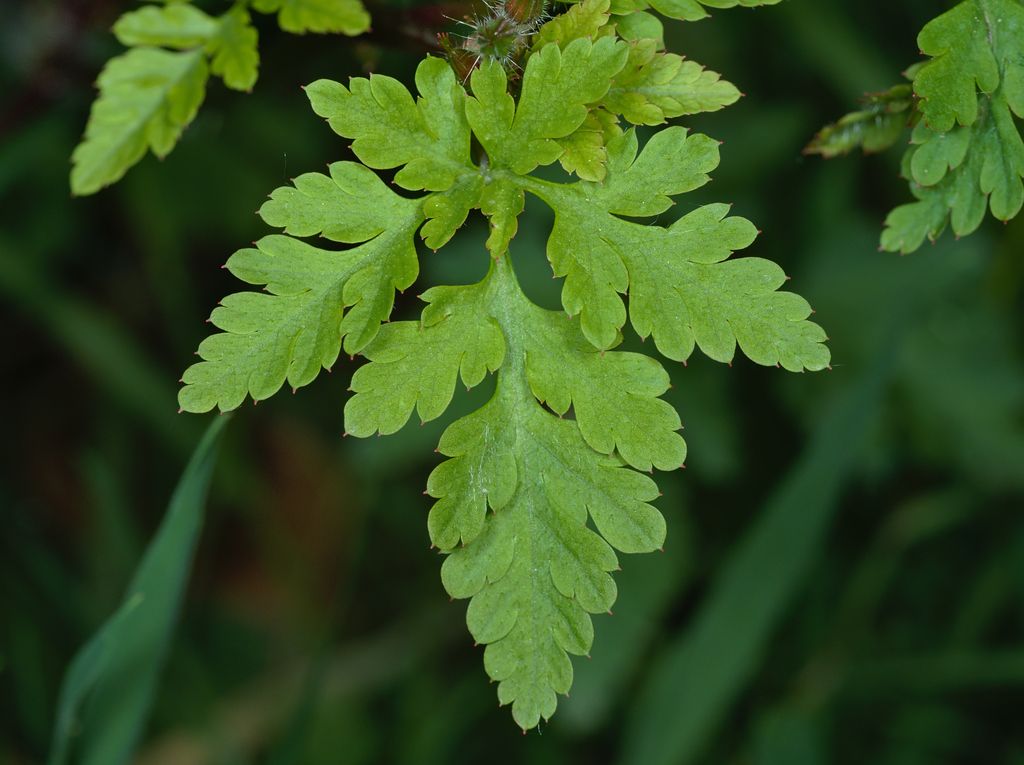 Wild geraniums (Geranium (genus))