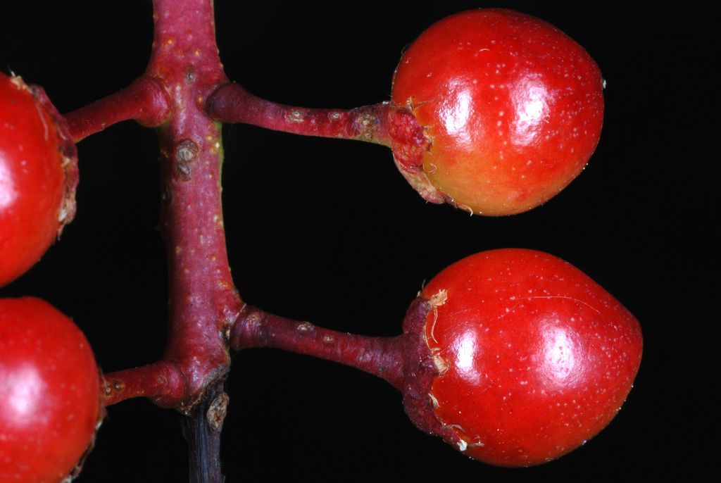 Cherries & plums (Prunus spp.)