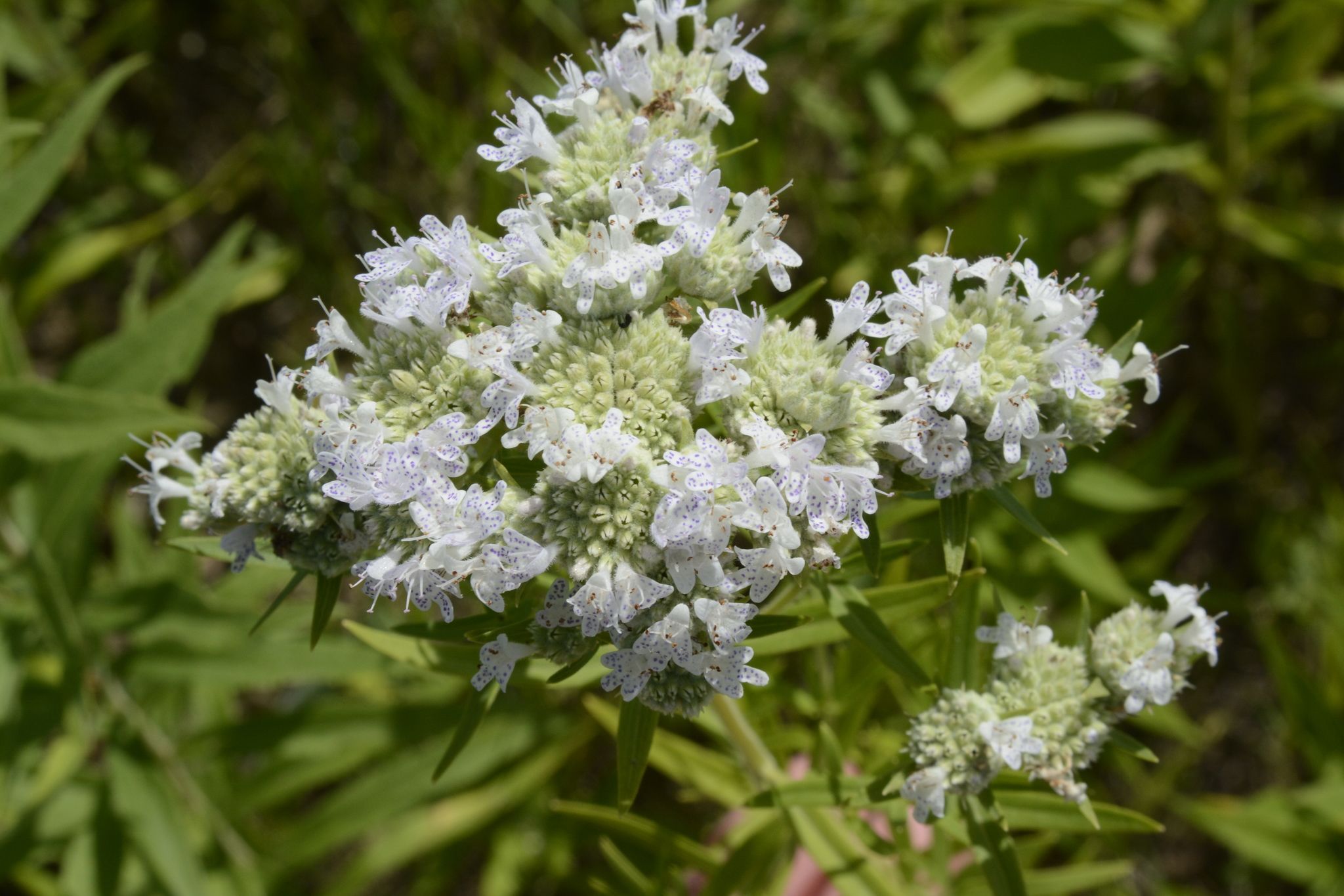 Mints (*Lamiaceae* (native genera))