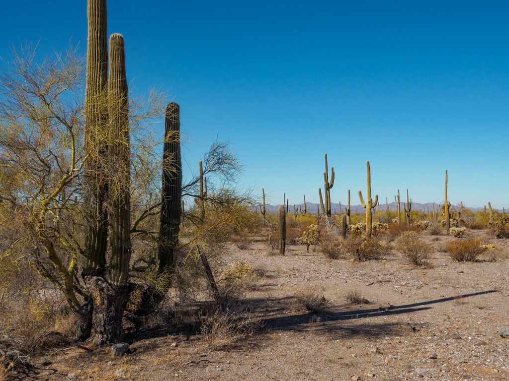 Sonoran Desert