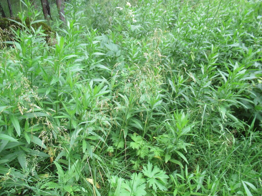 Bunchgrasses (*Multiple genera (region-dependent)*)