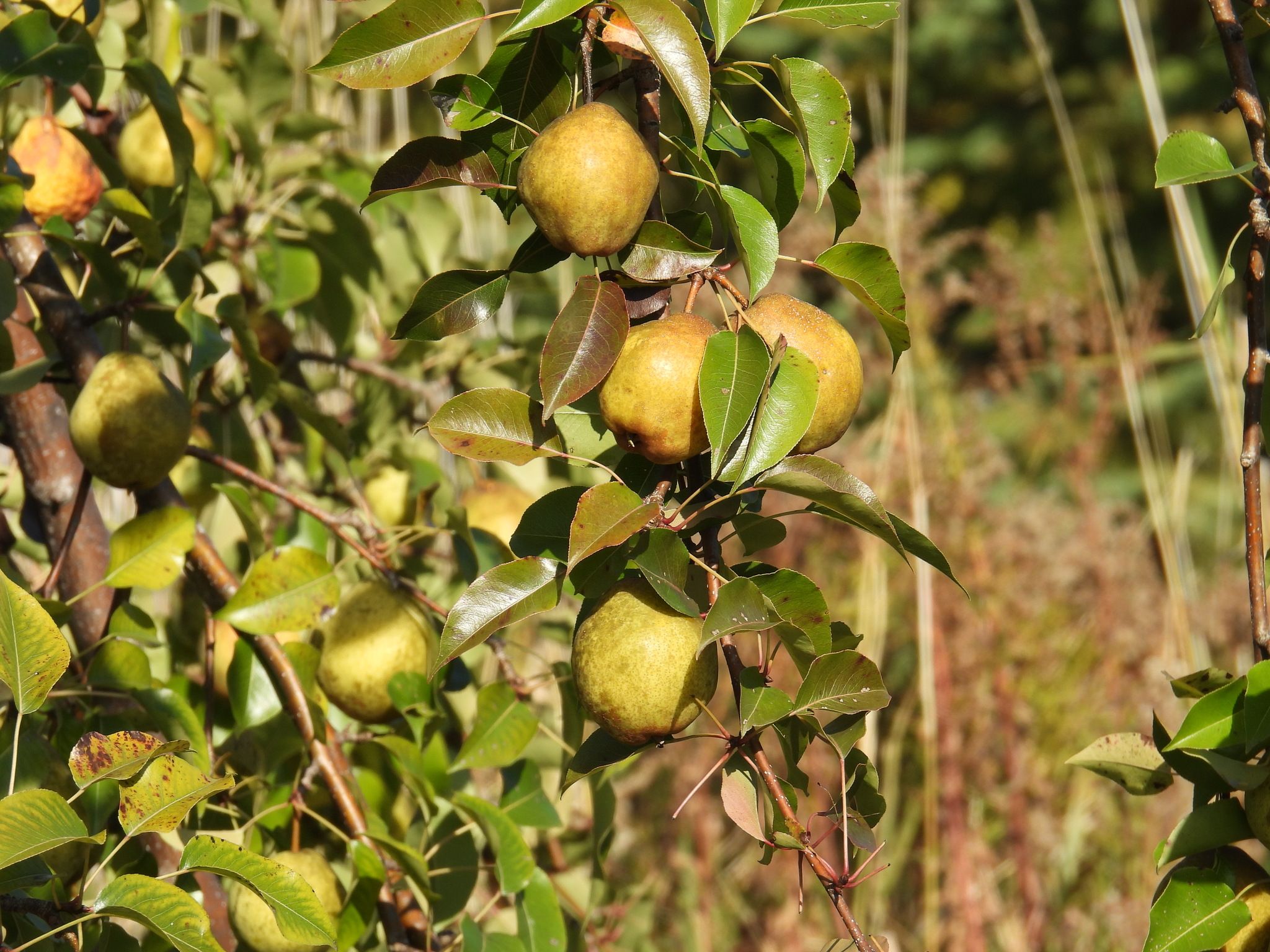 Pears (*Pyrus* spp.)