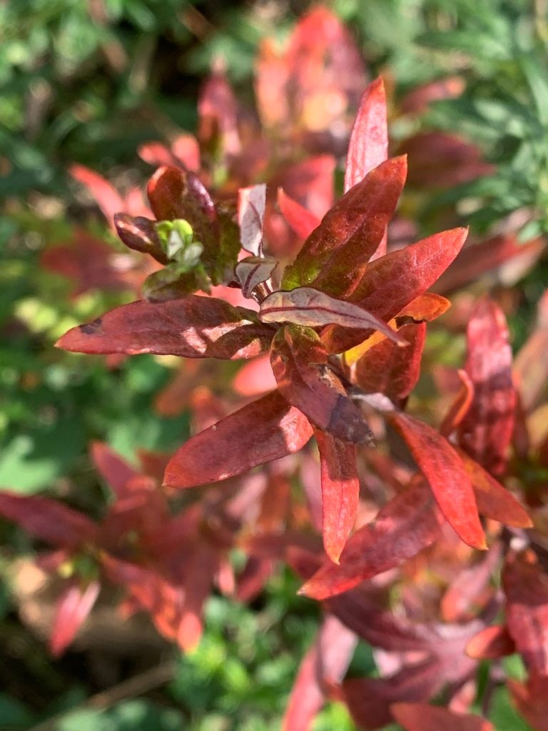 Sagebrushes (*Artemisia* spp.)