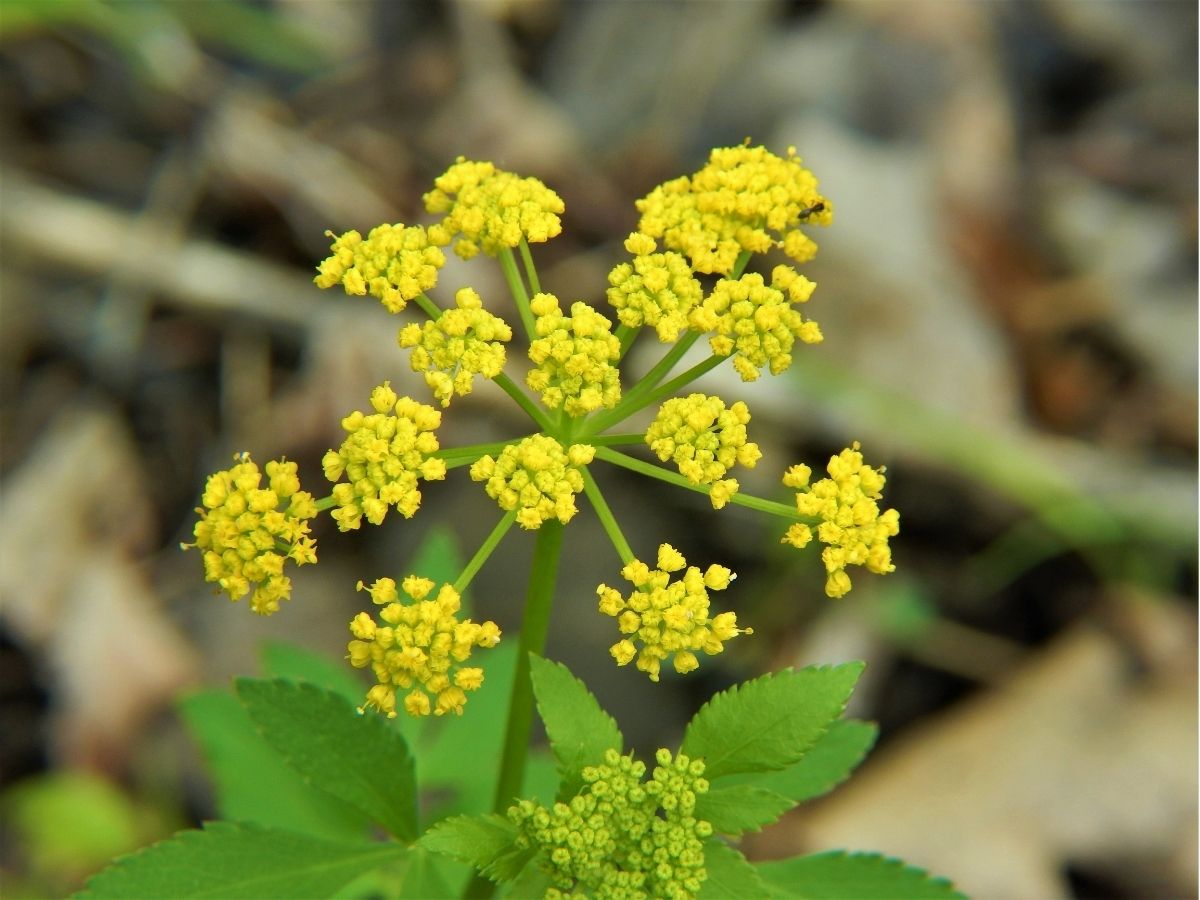 F_wildflowers-herbaceous-perennials-golden-alexanders.jpg