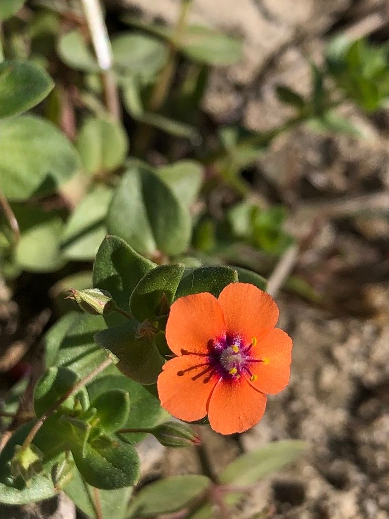 Loosestrifes (Lysimachia (native species))