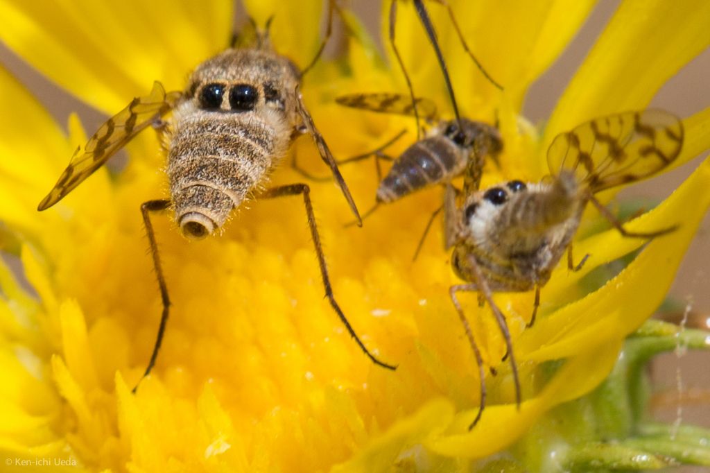 Bee flies (Family Bombyliidae)