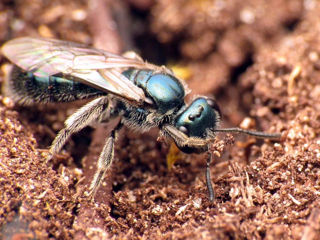Sweat bees (Family Halictidae)