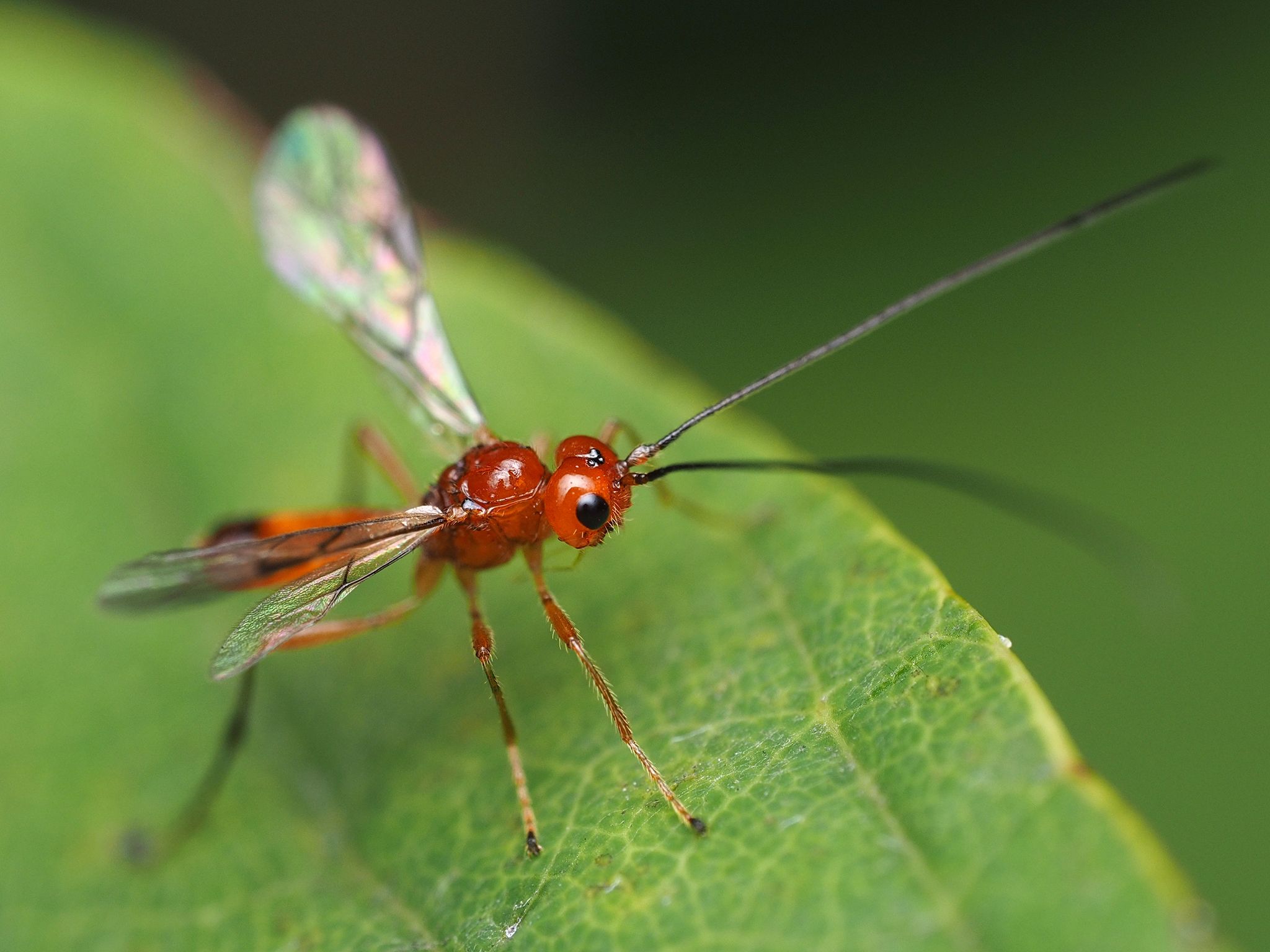Braconid wasps (Family Braconidae)