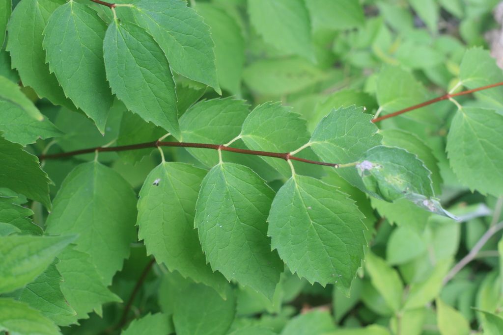 Mock oranges (Philadelphus spp.)