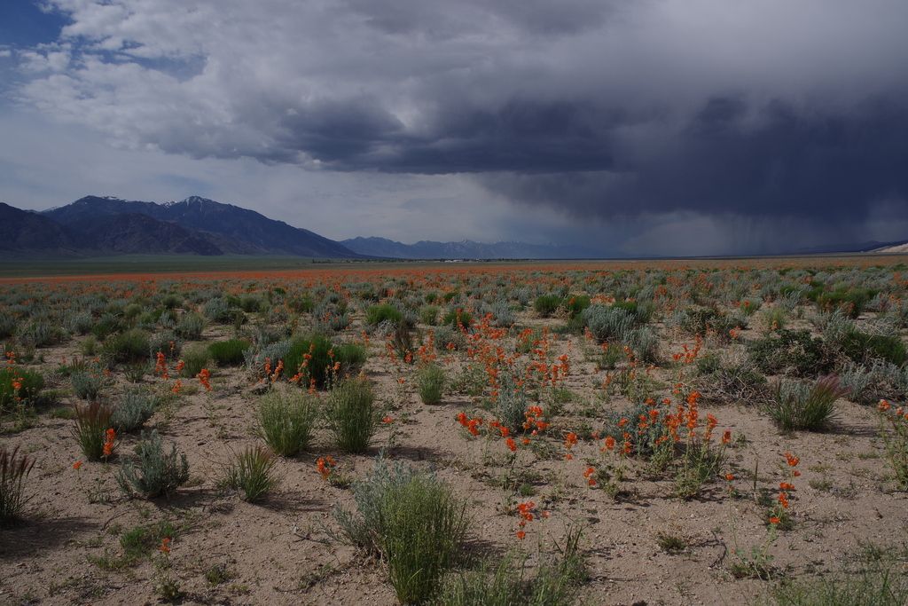 Desert mallows (Sphaeralcea spp.)