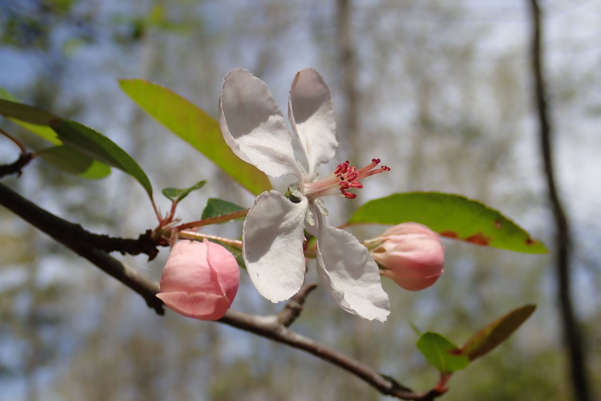Apples & crabapples (*Malus* spp.)