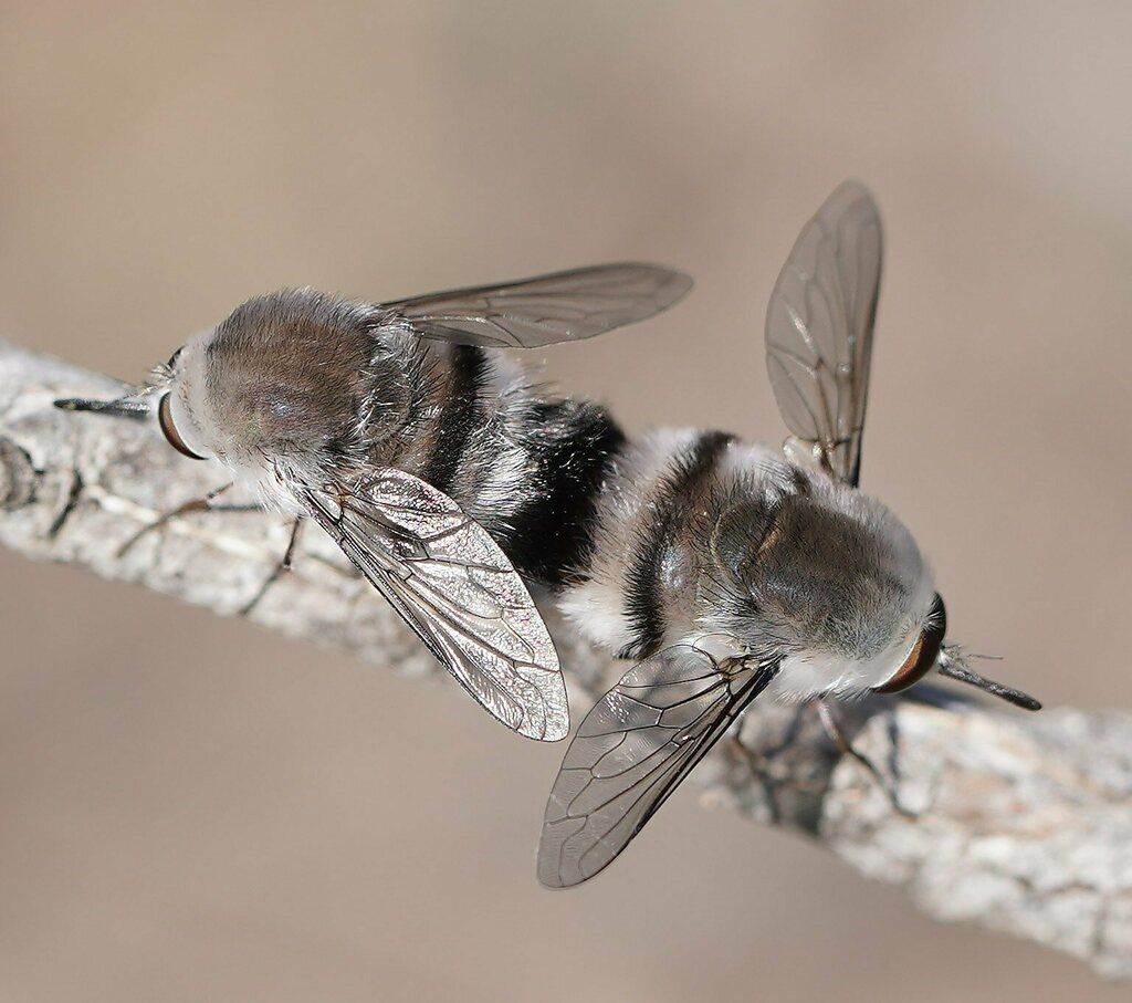 Bee flies (Family Bombyliidae)