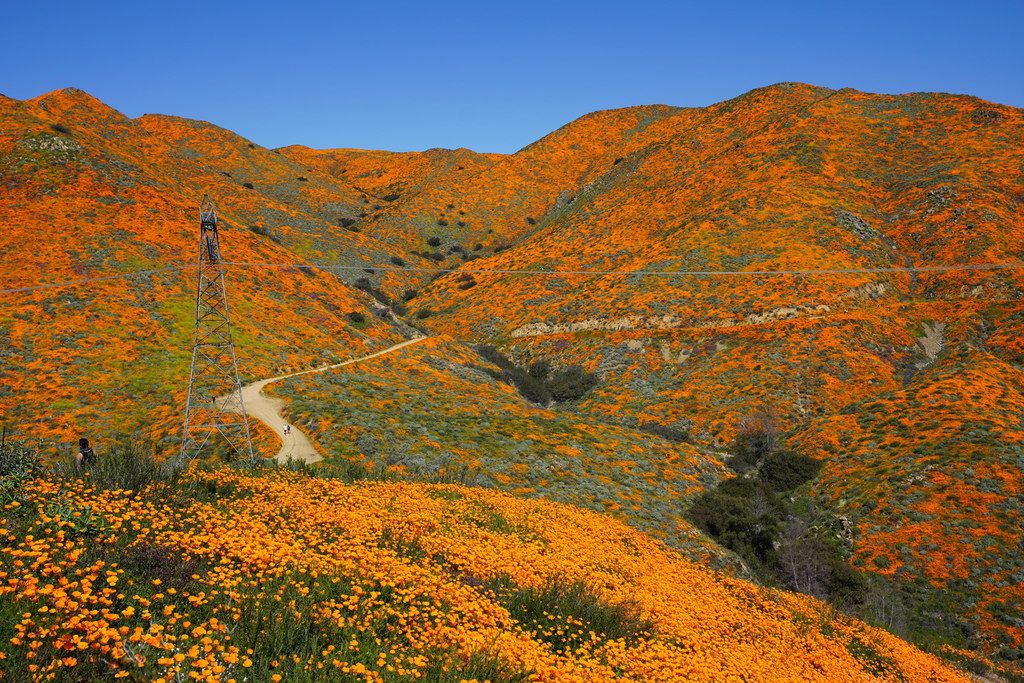 California poppies (Eschscholzia (genus))