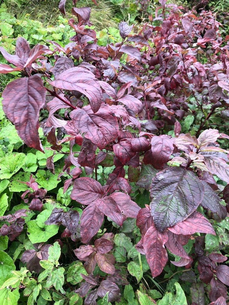 Dogwoods (Cornus spp. (shrub forms))