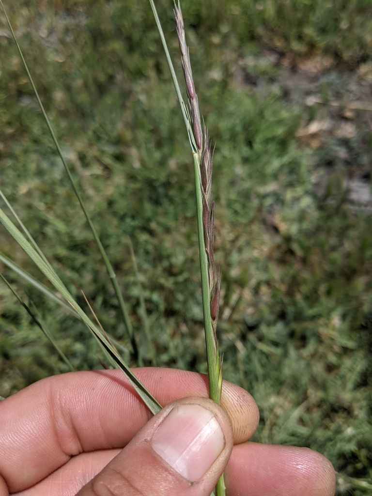 California Central Coast