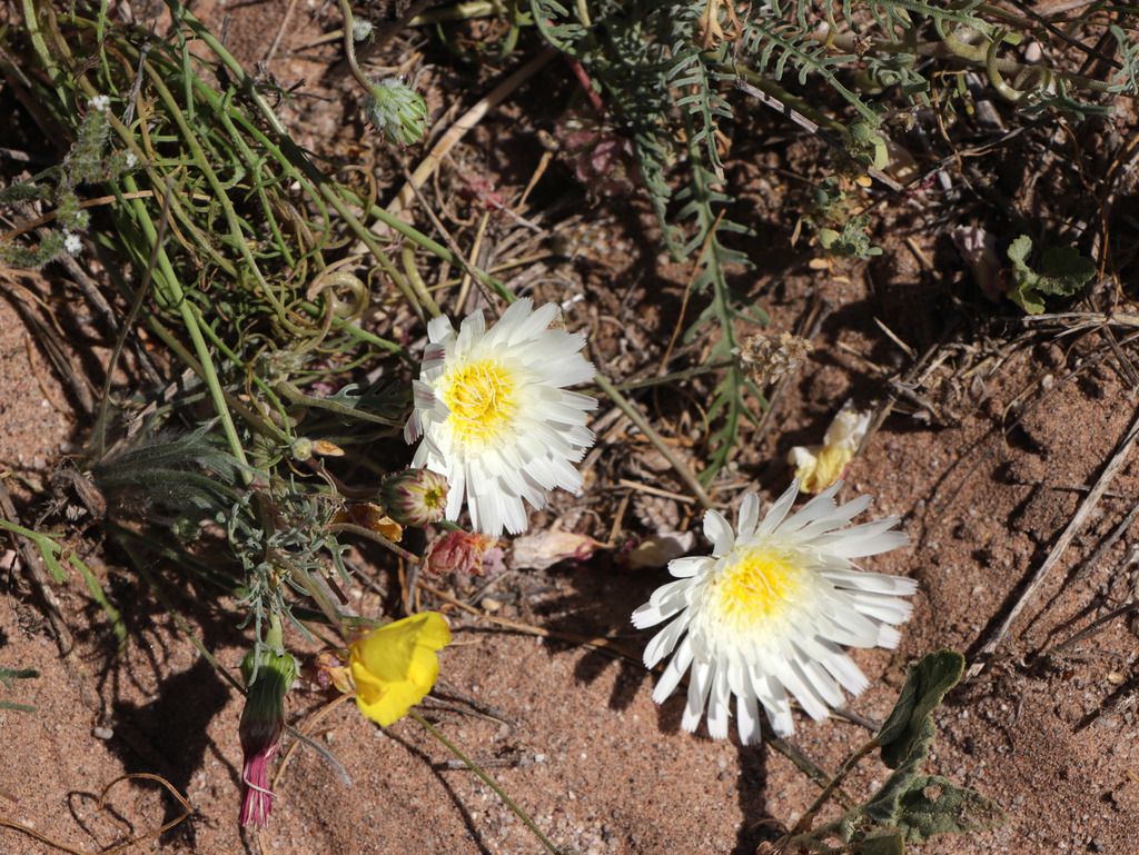Desert dandelion relatives (*Malacothrix* (and allies))