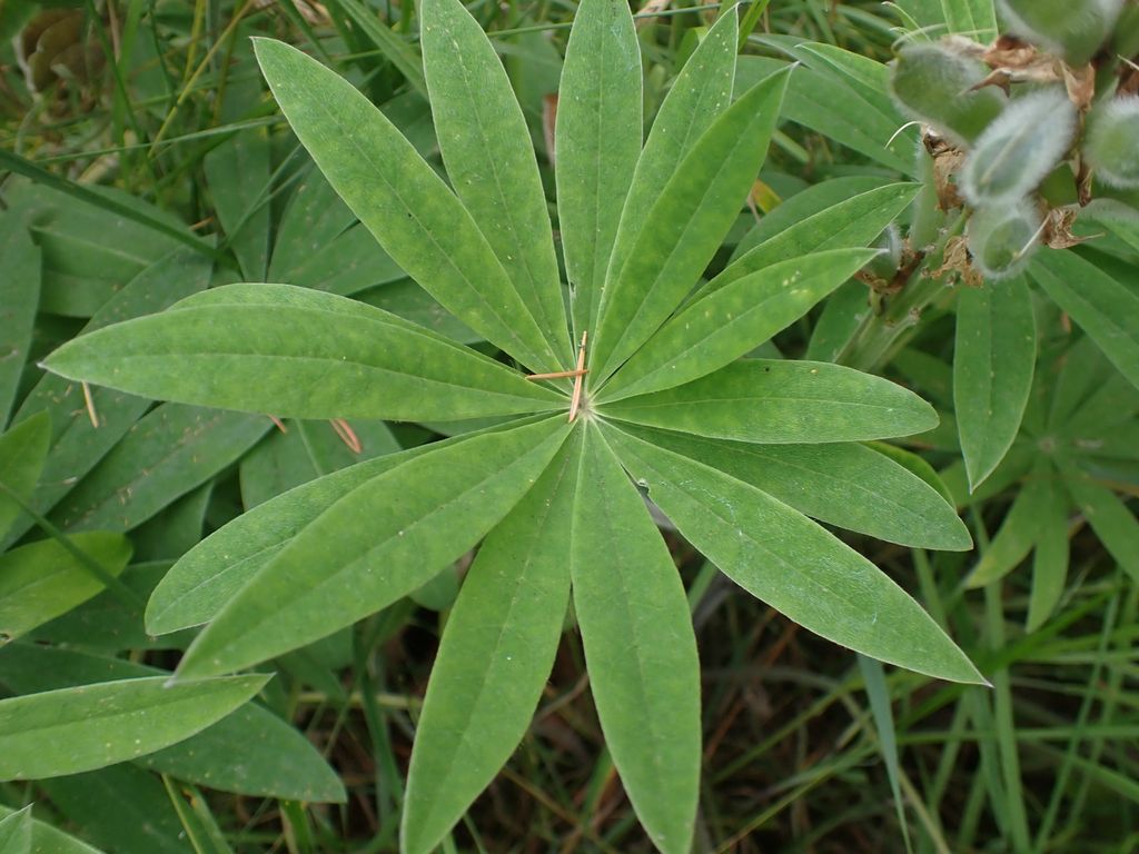 Desert lupines (Lupinus (arid-adapted species))