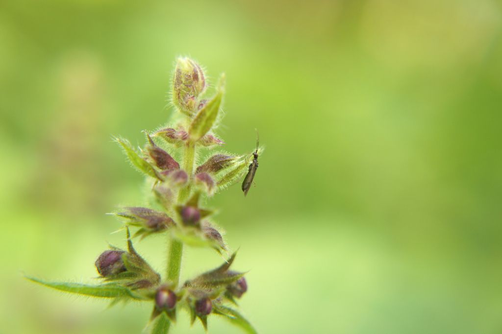 Woundworts / hedgenettles (Stachys spp.)