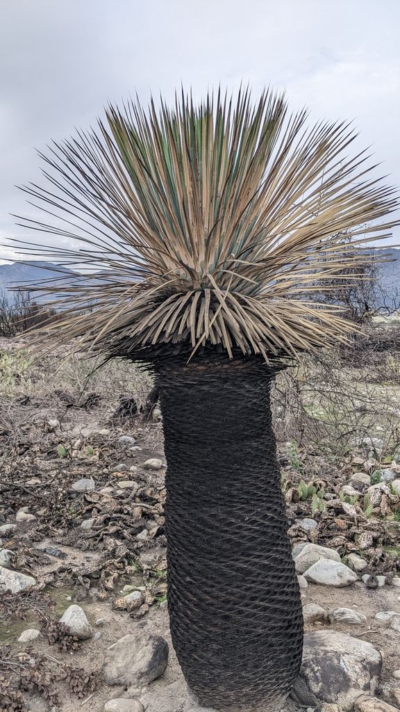 Yucca (Yucca (genus))