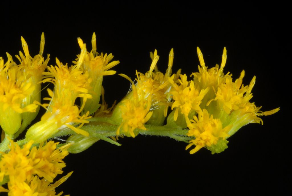 Goldenrods (*Solidago* spp.)