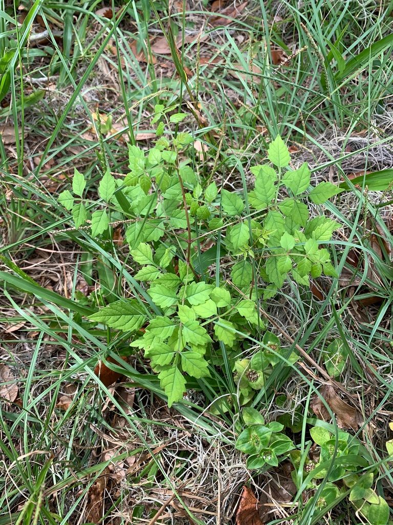 Trumpet creepers (Campsis (genus))