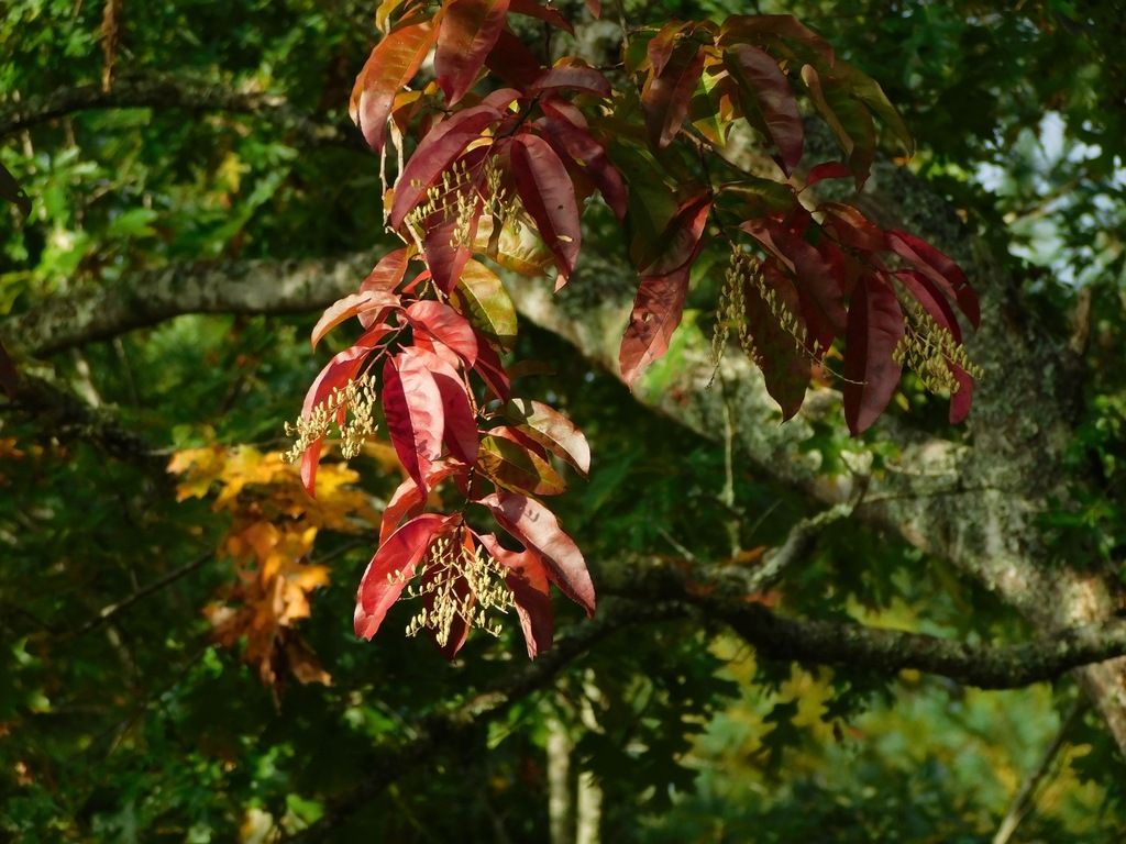Sourwood (*Oxydendrum arboreum*)