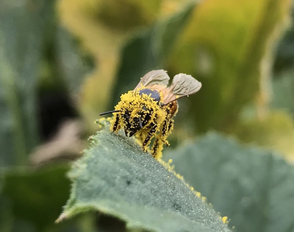 Honey bees (managed) (Genus Apis (non-native in North America))